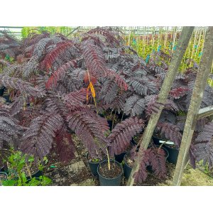 Albízia čokoládová (Albizia julibrissin) ´SUMMER CHOCOLATE® - výška 70-100 cm, kont. C5L